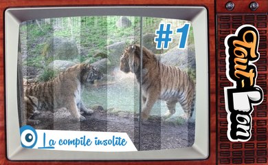 La compile insolite de Tout-Bon #1 (Mai 2016)