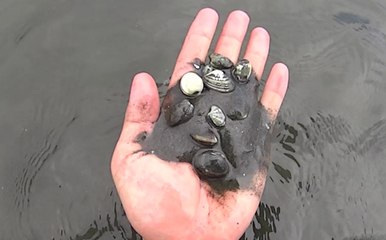 潮干狩りでアサリとハマグリ爆捕れ！酒蒸しと味噌汁で食う！　　Clam Digging for Japanese Littleneck Clam, Manila Clam, and Short-necked Clam