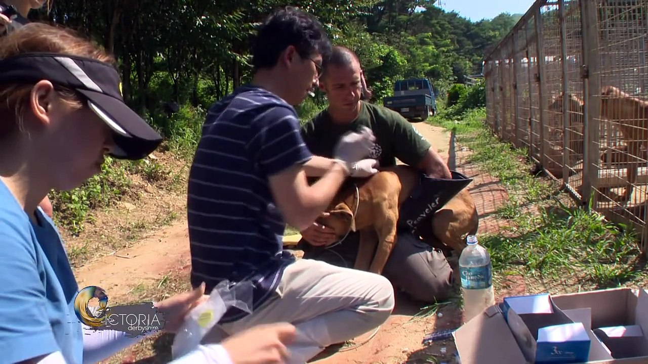 Saving dogs who were bred for their meat - BBC News