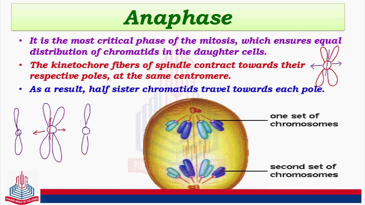 Metaphase Plate
