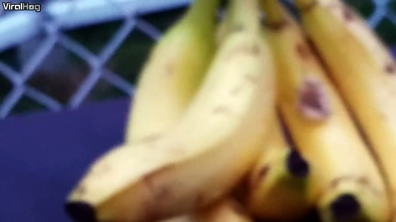 Un couple découvre une étrange bulle sur leur banane, quand il la perce: OH MON DIEU!