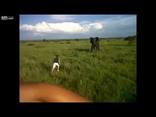 Drunk man scare elephant