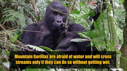 Top 10 Animals Saved From Extinction