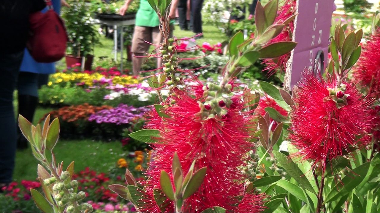 Inauguratio de la fête des géraniums 2016