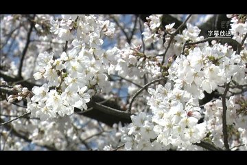 サイエンスZERO No.500 2015-04-05「ソメイヨシノの起源に迫る」　　(GG)