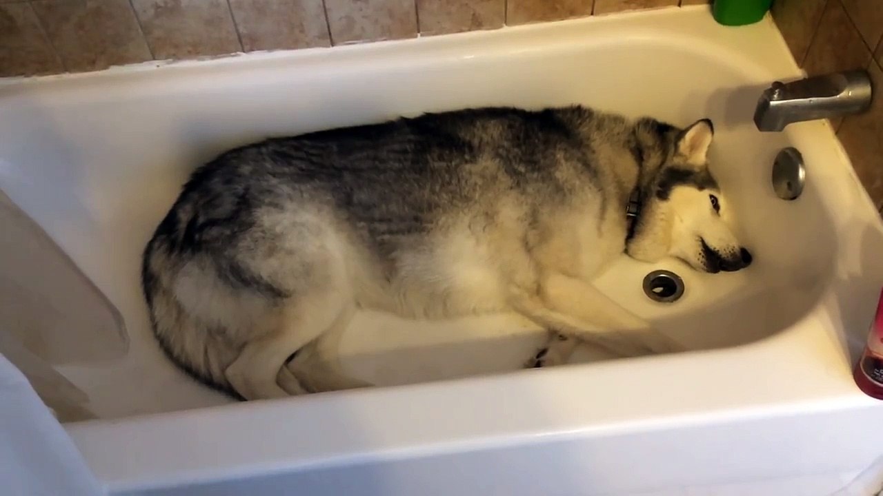 Un husky fait un caprice dans une baignoire