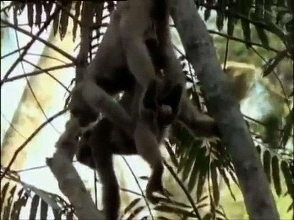 Funny animals