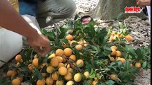 VĨNH LONG- Hỗ trợ 450 triệu đồng nghiên cứu tình trạng không đậu trái của cây thanh trà