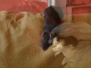 Chipy ma ratte