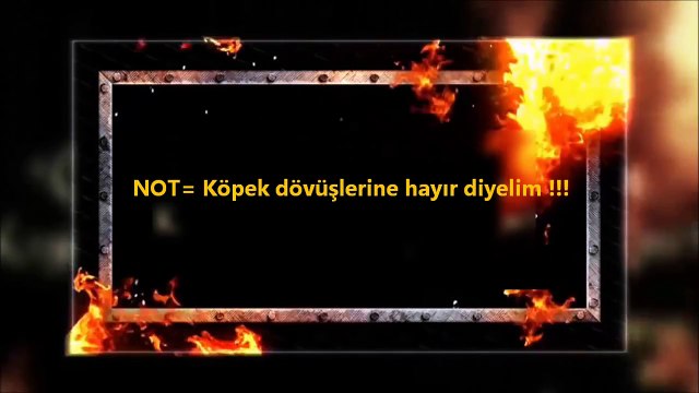 En Güçlü Köpekler; BÖLÜM 6 ►► BULL TERRİER !!! , strongest dogs, tehlikeli köpekler