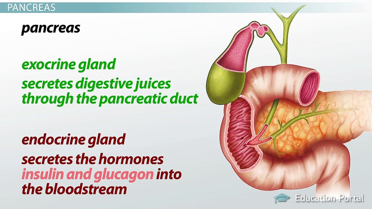 What Is the Pancreas ? Function, Enzymes & Role in Digestion