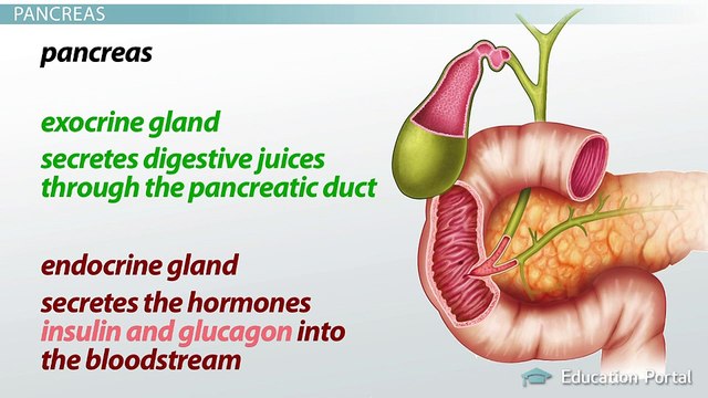 What Is the Pancreas ? Function, Enzymes & Role in Digestion