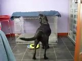 Ha Ha Intelligent Dog-Top Funny Videos-Funny Clips-Top Prank Videos-Top Vines Videos-Viral Video-Funny Fails