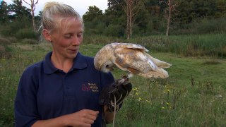 Barn owl at the British Wildlife Centre