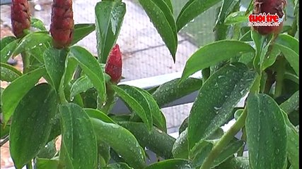 Mưa vàng giải nhiệt cho các huyện cù lao