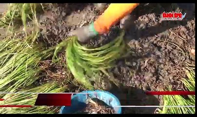 ĐỒNG THÁP - Kiệu trúng mùa được giá