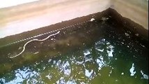 OMG !! Snake In Water Tank-Top Funny Videos-Funny Clips-Top Prank Videos-Top Vines Videos-Viral Video-Funny Fails