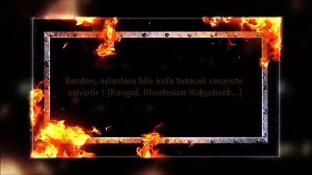 Köpek dövüşleri ve köpek kavgası hakkında !!! ve köpek saldırıları ! kangal, pitbull, dogo arjantin