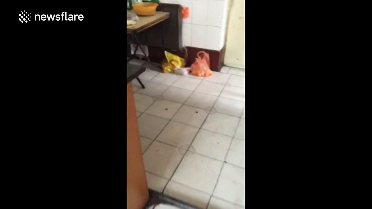 Rat chases cat around kitchen