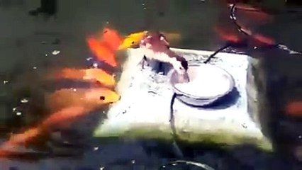 Amazing Duck helping fish to eat food!!