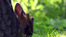 Muntjac deer at the British Wildlife Centre