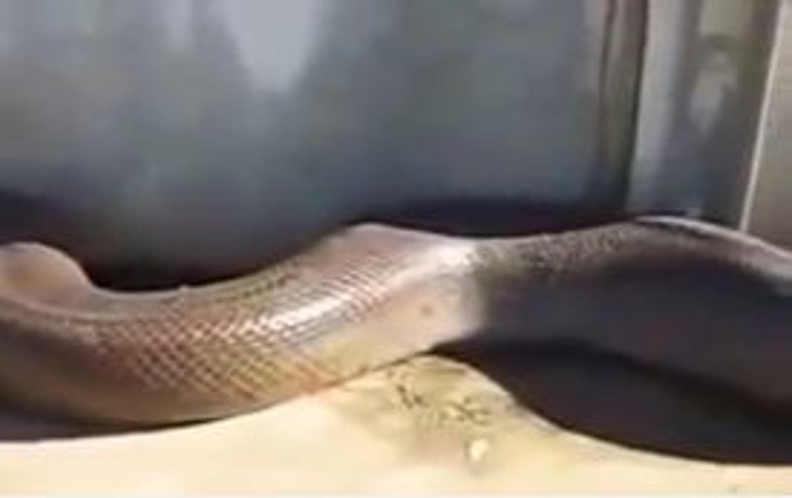 OMG !!! Cobra Found Inside House-Top Funny Videos-Top Prank Videos-Top Vines Videos-Viral Video-Funny Fails