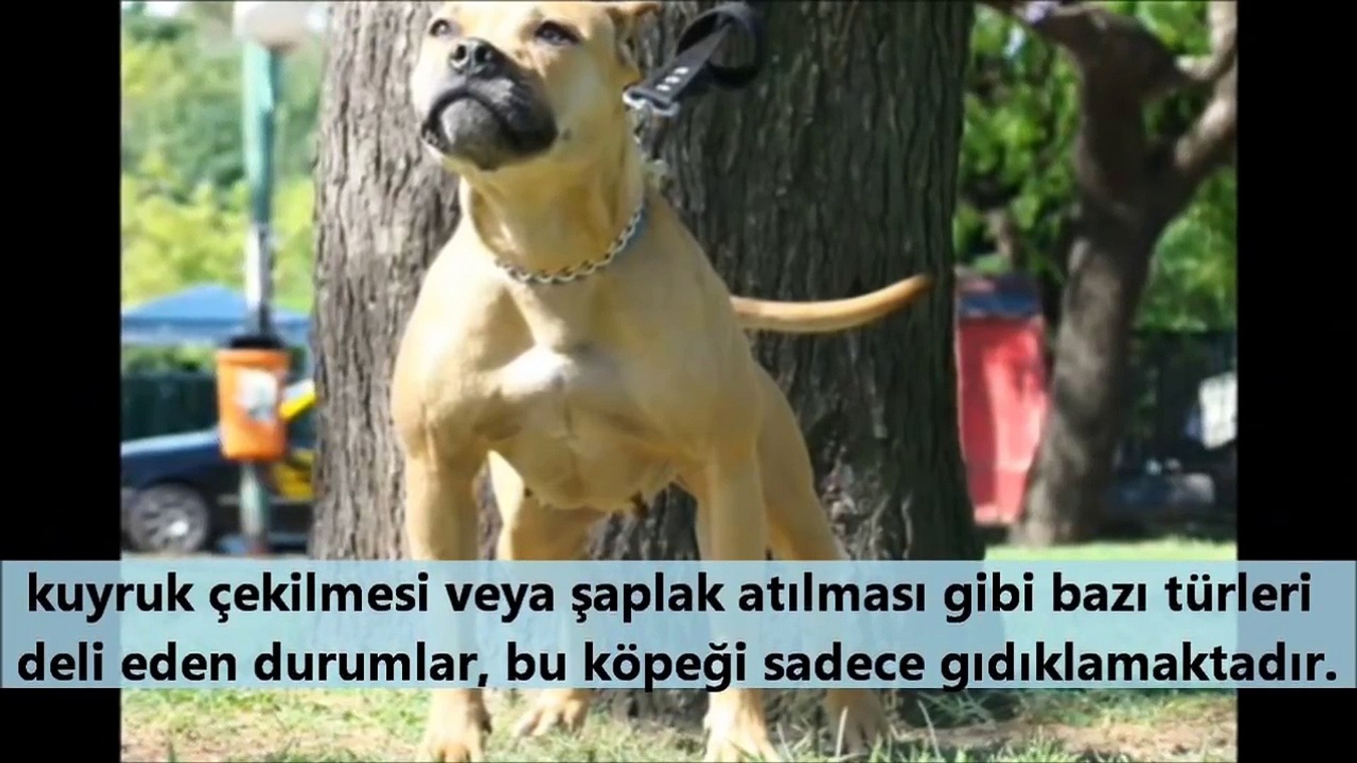 kangal mi pitbull mu cevabi siz verin jacob videolari dailymotion video