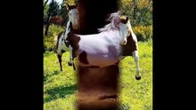 FUNNY HORSES TOP