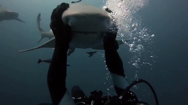 Un requin qui kiffe les calîns... Trop mignon le gros poisson
