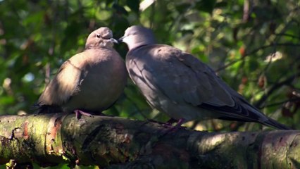 Pip the Squirrel & Friends - Bathtime (Episode 5)