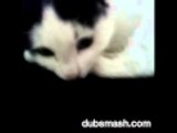Dubsmash italia: gattina che abbaia