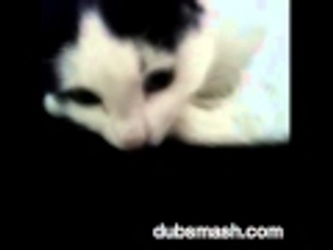 Dubsmash italia: gattina che abbaia