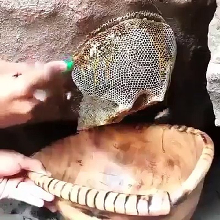 abeilles  bees