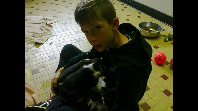 Un enfant de 11 ans se jette à l'eau pour sauver des chiots de la noyade