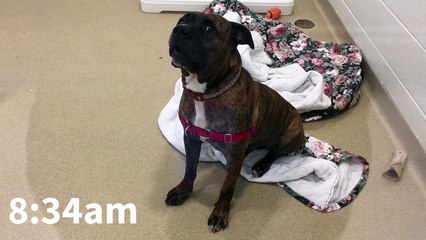 Ce chien revient au refuge où il a été adopté, la raison vous brisera le coeur!