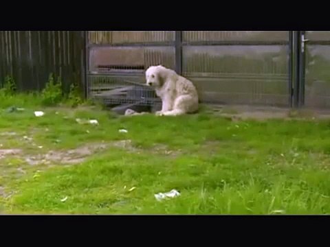 Ce chien attend devant la maison de son maître depuis 5 ans, la raison vous brisera le coeur!