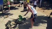 Be careful while feeding lizards