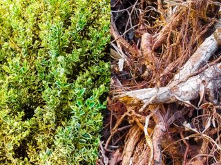 nature Variations[1]