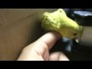 Periquito bebe jugando y mordiendo mi dedo