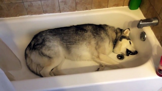 Quand un husky exige d'avoir son bain et refuse de quitter la baignoire !