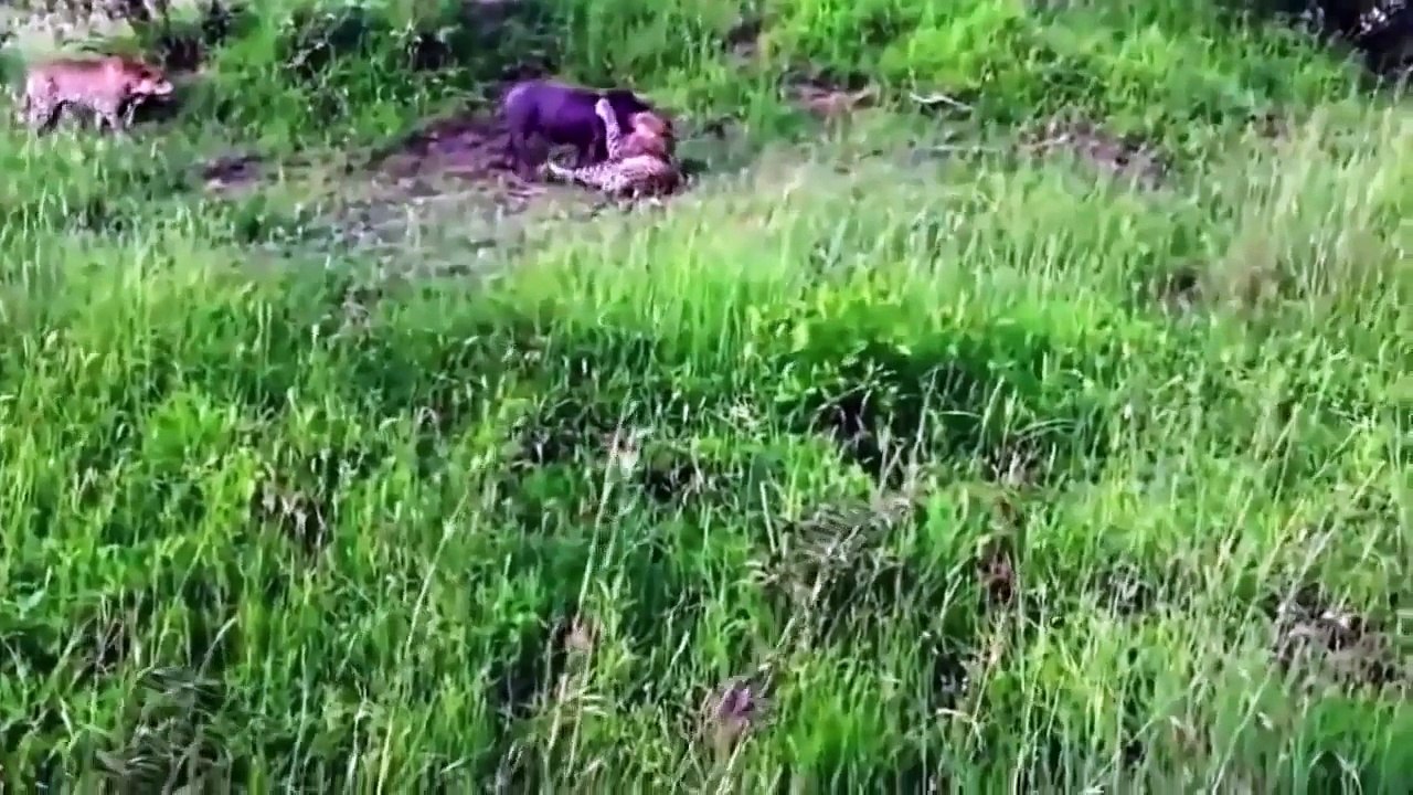 Most Amazing Wild Animal Attacks #12 - Craziest Animal Fight