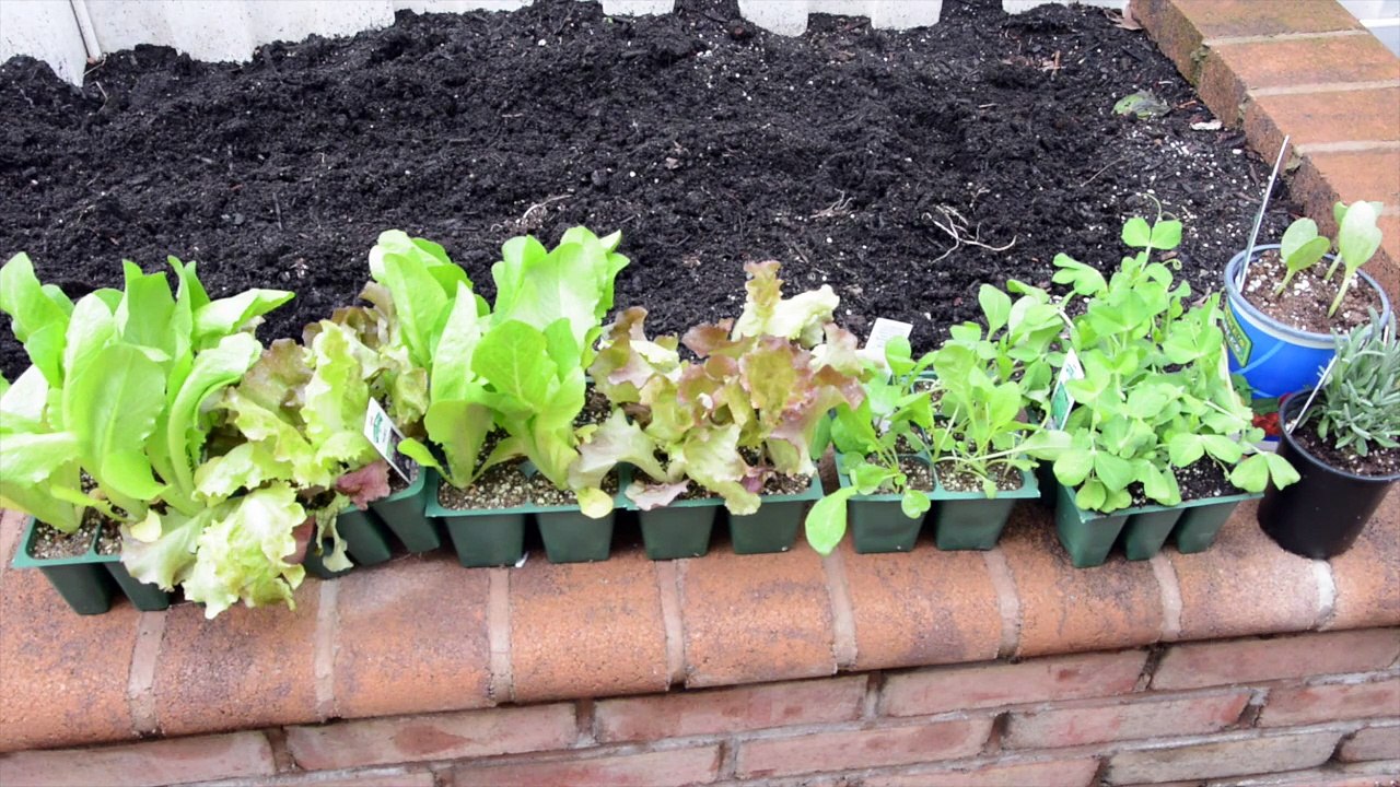 5 Tips to Plant a Vegetable Garden by Tori Toth