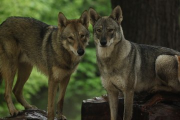 Kotetsu Shin Yoshino & co avril mai 2016