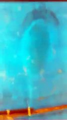 L’apparition de Seydina Issa Laye à Yoff