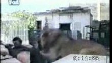 Lion Faché