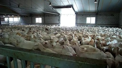 Stall Goat Rotary milking parlor- Westfaliasurgee