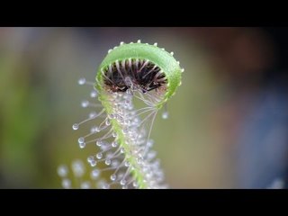 Bug Stands No Chance Against Hungry Carnivorous Plant