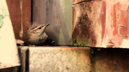 Close Encounters of The Bird Kind