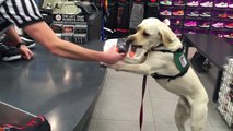 How a Service Dog Buys Socks | Keystone Human Services