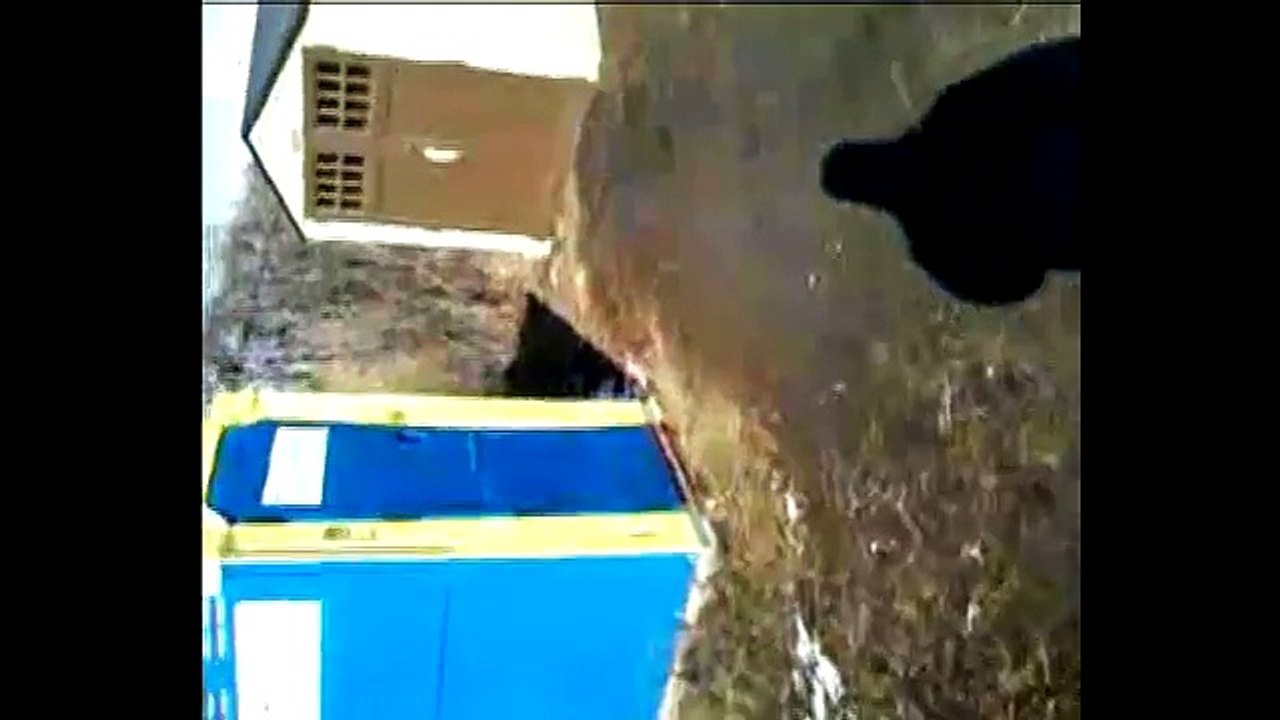 Crazy Thug in East st Louis IL films himself stealing a car